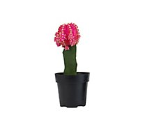 Grafted Cactus - 2.5 IN