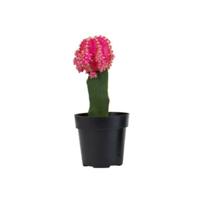 Grafted Cactus - 2.5 IN - tomthumb