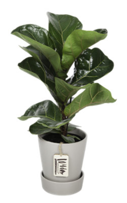 Foliage Signature Collection Premium Astd 5 In - EA - Image 1