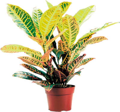Croton 6 Inch - Each - Image 1