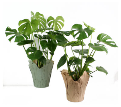 Monstera Promo - 8 Inch - Image 1