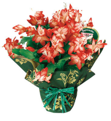 Zygo Catcus 6 In - 6 IN - Image 1