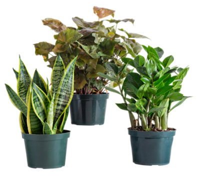 Foliage Decorated 6 Inch - Each - Image 1