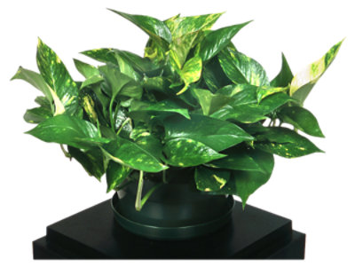 Pothos In Bulb Pan - 8 IN - Image 1