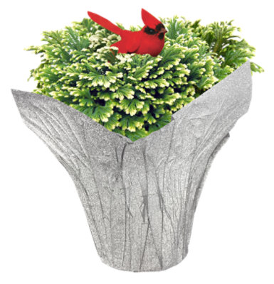 Fern Frosty 4 Inch - INCH - Image 1