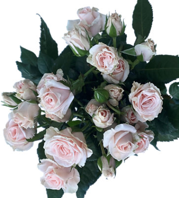 Overjoyed Boutique Spray Rose Bqt 5 Stem - Each - Image 1