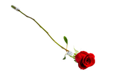 Rose Cut Single Red - EA - Image 1