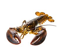 Seafood Lobster 2-3 Lb Wild Live - Each