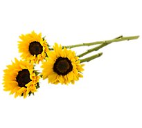 Sunflower Cb 3 St - EA