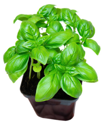 Basil Potted Organic - EA - Image 1