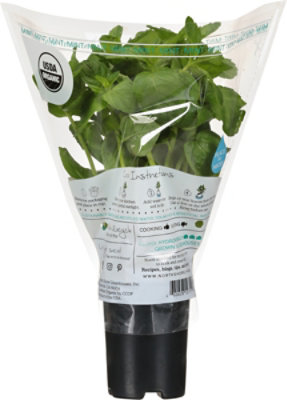 North Shore Organic Potted Mint - EA - Image 4