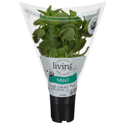 North Shore Organic Potted Mint - EA - Image 1