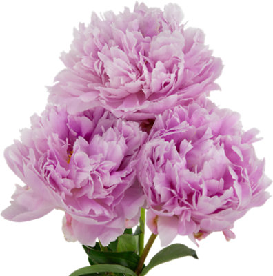 Overjoyed Boutique Coral Peony - Each - Image 1
