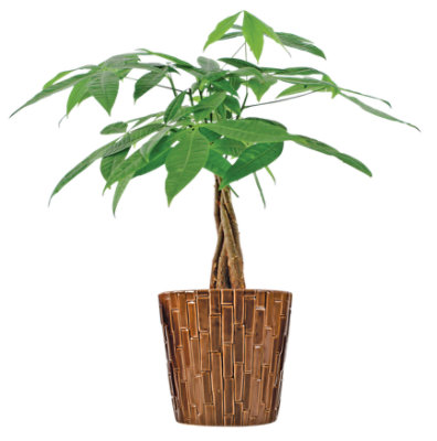 Money Tree In Ceramic - EA - Image 1