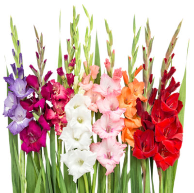 Gladiolus 7 St - EA - Image 1