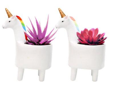 Painted Succulent Prideful Unicorn - 2 IN - Image 1