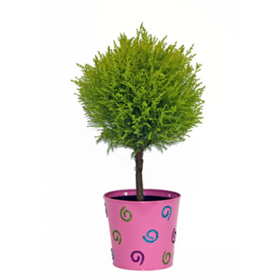 Loowhootopiary/tin - EA - Image 1