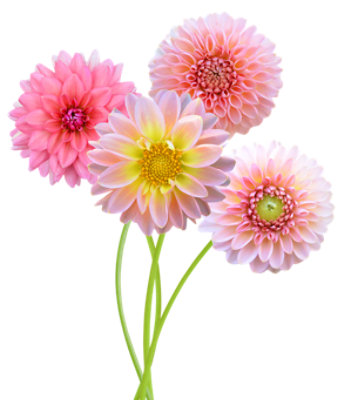 Dahlia Bouquet - 4 LB - Image 1