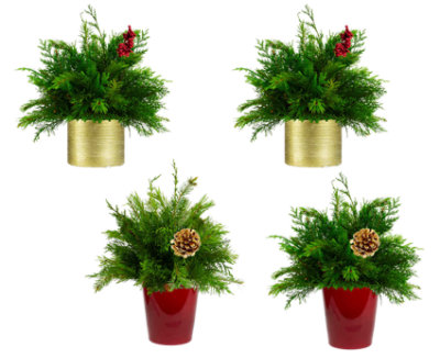Santas Helper - 1.75 LB - Image 1