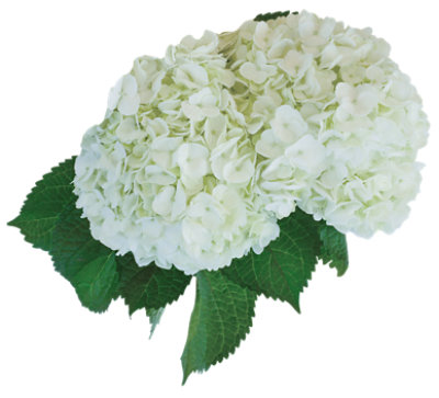 Debi Lilly Hydrangea White 2 Stem - Each - Image 1