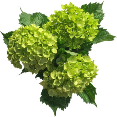 Debi Lilly Hydrangea Mini Green 3st - EA - Image 1