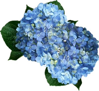 Debi Lilly Hydrangea Blue 2 Stem - Each - Image 1