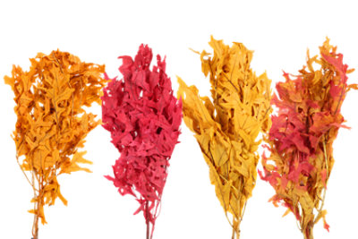 Oak Leaves Cp Sn Everyday - Mixed Colour Case - .6 LB