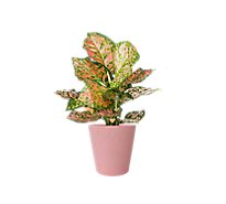 5 Foliage Curated Pink Collection - EA