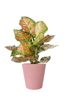 5 Foliage Curated Pink Collection - EA - Image 1
