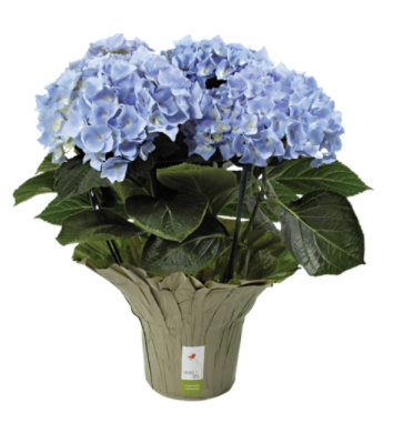 Overjoyed Boutique Hydrangea 6 Inch - Each - Image 1