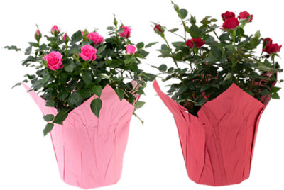 Mini Rose 6 Inch - Each - Image 1