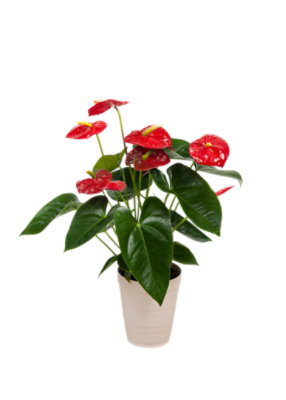 Anthurium - EA - Image 1