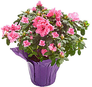 Azalea 6 Inch - Each - Image 1