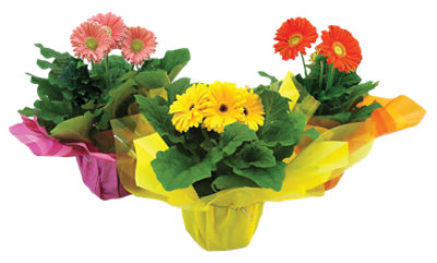 Gerbera Daisy - 6 INCH - Image 1