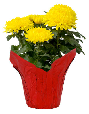 Mum Chinese New Year 6.5 Inch- Each - Image 1