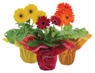 Gerbera Daisy - 4 INCH - Image 1