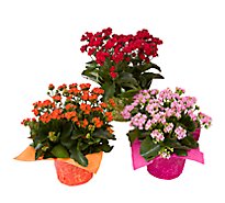 Kalanchoe - 6 IN