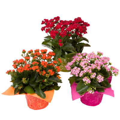 Kalanchoe - 6 IN - Image 1