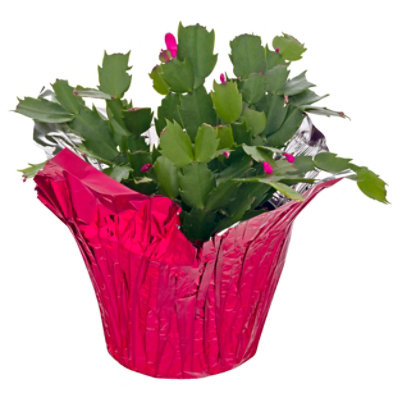 Zygo Cactus - 6 INCH - Image 2