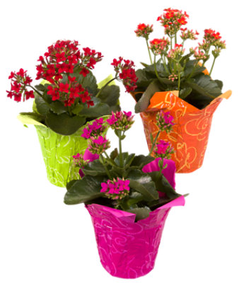 Kalanchoe - 4.5 INCH - Image 1
