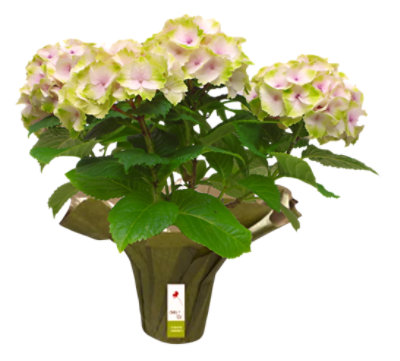 Overjoyed Boutique Lemon Kiss Hydrangea 6.5 In - 6.5 IN - Image 1
