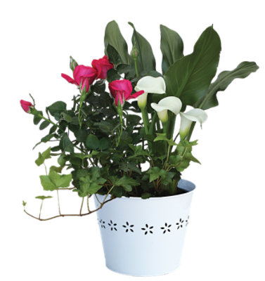 Garden Party - 6 IN - Image 1