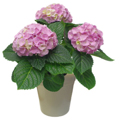 Hydrangea 6.5 Inch - 6.5 INCH - Image 1