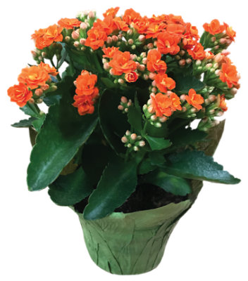 Kalanchoe - 6.5 INCH - Image 1