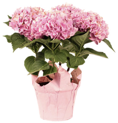 Hydrangea 5 Inch - each - Image 1