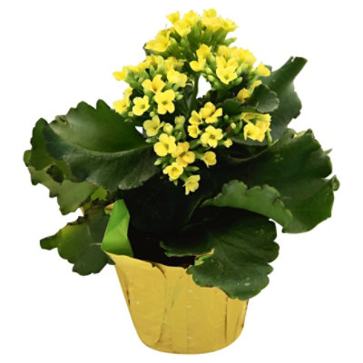 Kalanchoe 4 Inch - 4 INCH