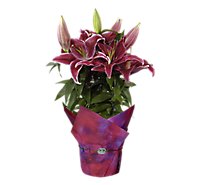 Oriental Lily - 6 INCH
