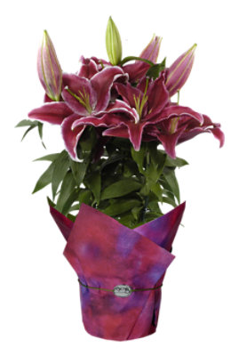 Oriental Lily 2 Stem - Each - Image 1