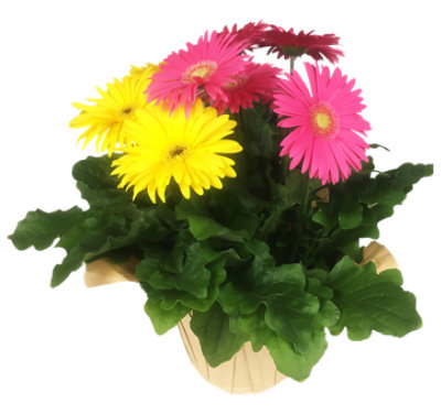 Gerbera 8 In - EA - Image 1