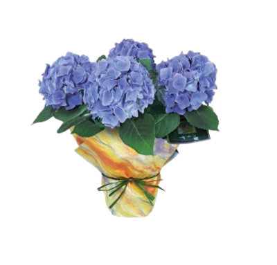 Hydrangea - 10 INCH - Image 1